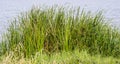 Wild grasses have water as background