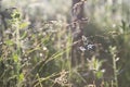 Wild grasses in the meadow illuminated by the gentle light of the dawn sun. Royalty Free Stock Photo