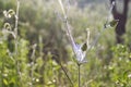 Wild grasses in the meadow are illuminated by the gentle light of the dawn sun with a slight cobweb on the flower Royalty Free Stock Photo