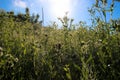 Wild grasses in the meadow illuminated by the gentle light of the dawn sun Royalty Free Stock Photo