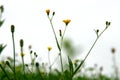 Wild Grasses in Motion