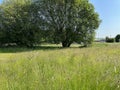 Wild grasses and plants near, Far Common Road, Moor Top, Dewsbury, UK