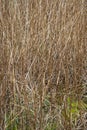 Wild Grasses in a river on the Philforth old Railway line, Aberdeenshire, Scotland UK Royalty Free Stock Photo