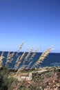 Wild grasses at seashore