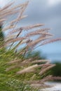 Wild grasses in the summer breeze