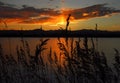 Wild grasses and sunset