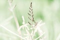 Wild grasses texture 4