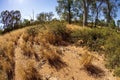 Typical Native Grasses And Shrubs In Australian Bush, Fish Eye Lens Royalty Free Stock Photo