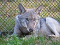 Wild Gray Beautiful Lying Wolf on the Ground with Fence in Background