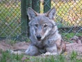 Wild Gray Beautiful Lying Wolf on the Ground with Fence in Background