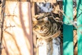A wild gray cat watching the prey in the fence on the street Royalty Free Stock Photo
