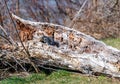 Gray squirrel sitting on old log