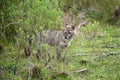 Wild gray fox behind bush