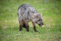 Wild gray fox on the grass Royalty Free Stock Photo