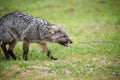 Wild gray fox on the grass Royalty Free Stock Photo