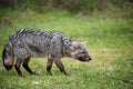 Wild gray fox on the grass Royalty Free Stock Photo