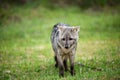 Wild gray fox on the grass Royalty Free Stock Photo