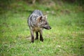 Wild gray fox on the grass