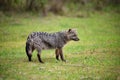 Wild gray fox on the grass Royalty Free Stock Photo