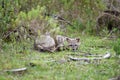 Wild gray fox on the grass Royalty Free Stock Photo