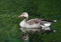 A wild gray goose floating on the water Royalty Free Stock Photo