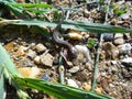 Wild gray lizard on the little stones