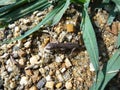 Wild gray lizard on the little stones