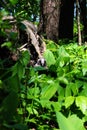 Wild gray owl sleeping in the lilies of the valley Royalty Free Stock Photo