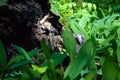 Wild gray owl sleeping in the lilies of the valley Royalty Free Stock Photo