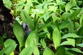 Wild gray owl sleeping in the lilies of the valley Royalty Free Stock Photo