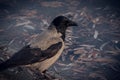 Wild gray raven closeup