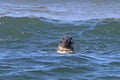 Wild Gray Seal