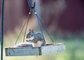 Gray squirrel eating nut from bird feeder Royalty Free Stock Photo