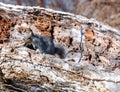 Gray squirrel sitting on hollow log