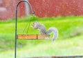 Gray squirrel eating peanut standing in birdfeeder