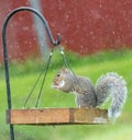 Gray squirrel standing in birdfeeder eating peanut