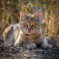 Wild gray tabby cat with bright orange eyes lies outdoors. Square photo, instagram format