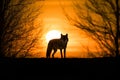 Wild Gray wolf in the forest at sunset with Giant sunset in the background. Amazing wildlife. Generative Ai Royalty Free Stock Photo