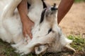 Wild gray wolf playing