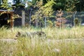 Wild gray wolf walking in thick grass in the zoo