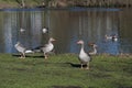 Wild graylag geese Anser anser on the pond in a park in Lubeck, danger of avian influenza, copy space, selected focus