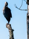 Great blue heron perched on limb of tree Royalty Free Stock Photo