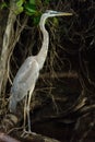 Great Blue Heron portrait Royalty Free Stock Photo