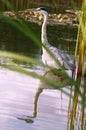 Wild great blue heron on water with mirror effect