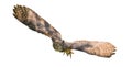 Wild great horned owl adult - bubo virginianus - flying towards camera,  yellow eyes fixed on camera, wings spread apart, isolated Royalty Free Stock Photo