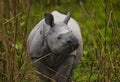 Wild Great one-horned rhinoceros is standing on the grass. Royalty Free Stock Photo