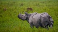 Wild Great one-horned rhinoceros is standing on the grass.