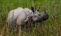 Wild Great one-horned rhinoceros is standing on the grass. Royalty Free Stock Photo