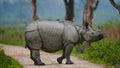 Wild Great one-horned rhinoceros is standing on the road Royalty Free Stock Photo