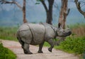 Wild Great one-horned rhinoceros is standing on the road